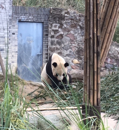 chengdu - panda front