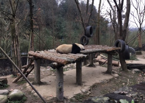 chengdu - panda lying closer